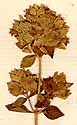 Origanum smyrnaeum L., blomställning x8