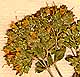 Origanum vulgare L., blomställning x8
