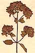 Origanum vulgare L., blomställning x5