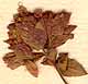 Origanum vulgare L., inflorescens x8