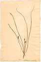 Ornithogalum hirsutum L., framsida