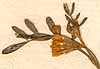 Ornithopus perpusillus L., inflorescens x8