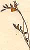 Ornithopus perpusillus L., inflorescens x8