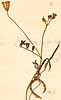 Ornithopus perpusillus L., blommor & frukt x8