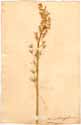 Ornithogalum pyrenaicum L., front