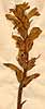 Orobanche arenaria Borckh., inflorescens x8