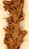 Orobanche major L., flowers x8