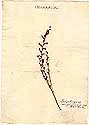 Orobanche virginiana L., framsida