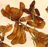 Orobus lathyroides L., blommor x8