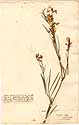 Orobus pannonicus L., front