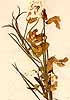 Orobus pannonicus L., inflorescens x5