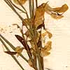 Orobus pannonicus L., blommor x8