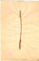 Orontium aquaticum L., framsida