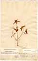 Osbeckia zeylanica L. f., front