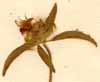 Osbeckia zeylanica L. f., blomma x6