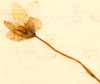 Oxalis acetosella L., blomma x8