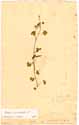Oxalis corniculata L., front