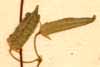 Oxalis corniculata L., frukter x8