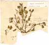 Oxalis corniculata L., framsida