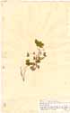 Oxalis corniculata L., framsida
