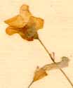 Oxalis incarnata L., blommor x6