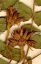 Oxalis sensitivum L., blommor x8