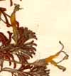 Oxalis sessilifolia L., close-up x6