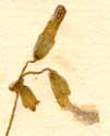 Oxalis violacea L., blomställning x8