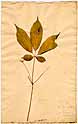 Panax quinquefolium L., front