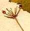 Panax quinquefolium L., blomställning x8