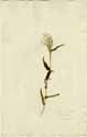 Panicum brevifolium L., front