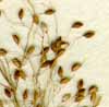 Panicum brevifolium L., spike x8