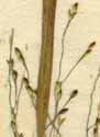 Panicum capillare L., close-up x8