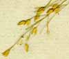 Panicum coloratum L., spike x8