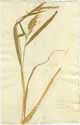 Panicum crusgalli L., framsida
