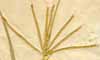 Panicum dactylon L., spike x3