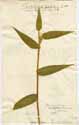 Panicum latifolium L., front