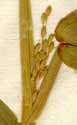 Panicum latifolium L., spike x6