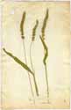 Panicum verticillatum L., framsida