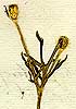 Papaver hybridum L., inflorescens x8