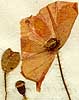 Papaver rhoeas L., blomställning x6