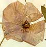 Papaver rhoeas L., inflorescens x6