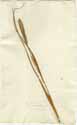 Paspalum scrobiculatum L., framsida