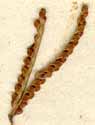 Paspalum scrobiculatum L., spike x5