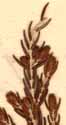 Passerina filiformis L., närbild x8