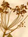 Pastinaca opoponax L., blomställning x4