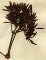Pavetta indica L., inflorescens x4