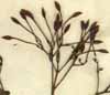 Pavetta indica L., inflorescens x4
