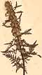Pedicularis foliosa L., framsida