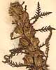 Pedicularis foliosa L., blomställning x8